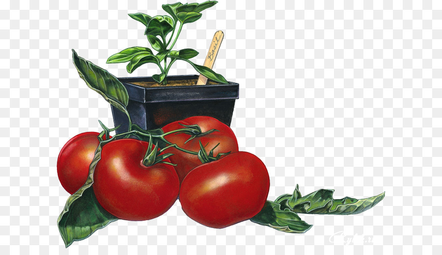 Planta De Tomate，Tomate PNG