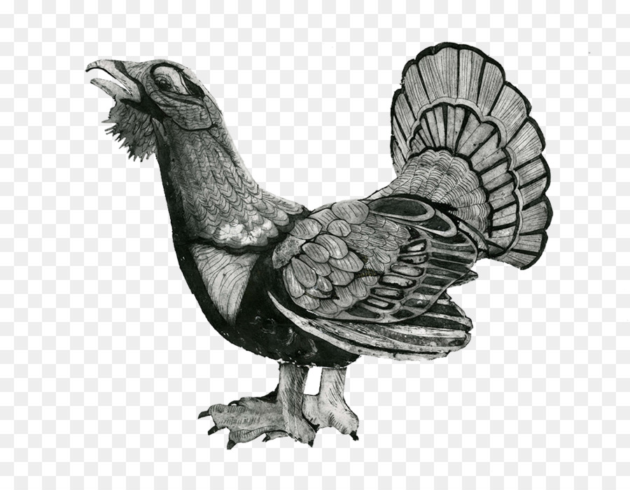 Gallo，Dibujo PNG