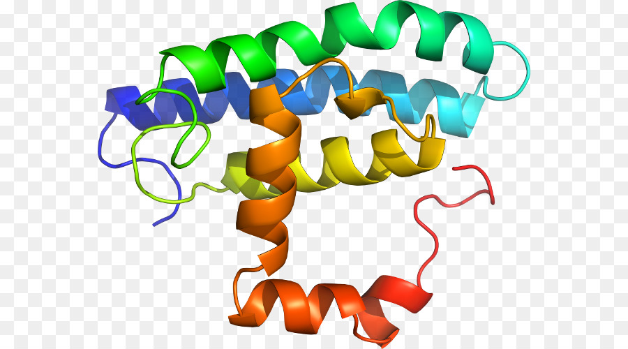 Estructura Proteica，Molécula PNG