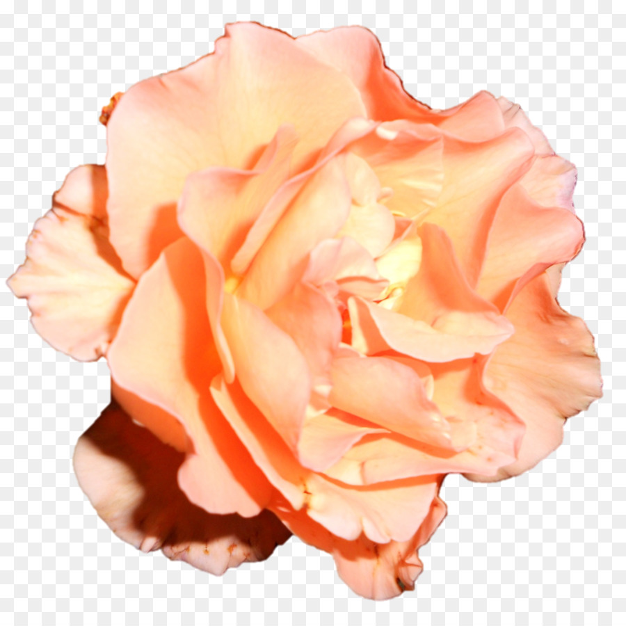 Clavel Naranja，Florecer PNG