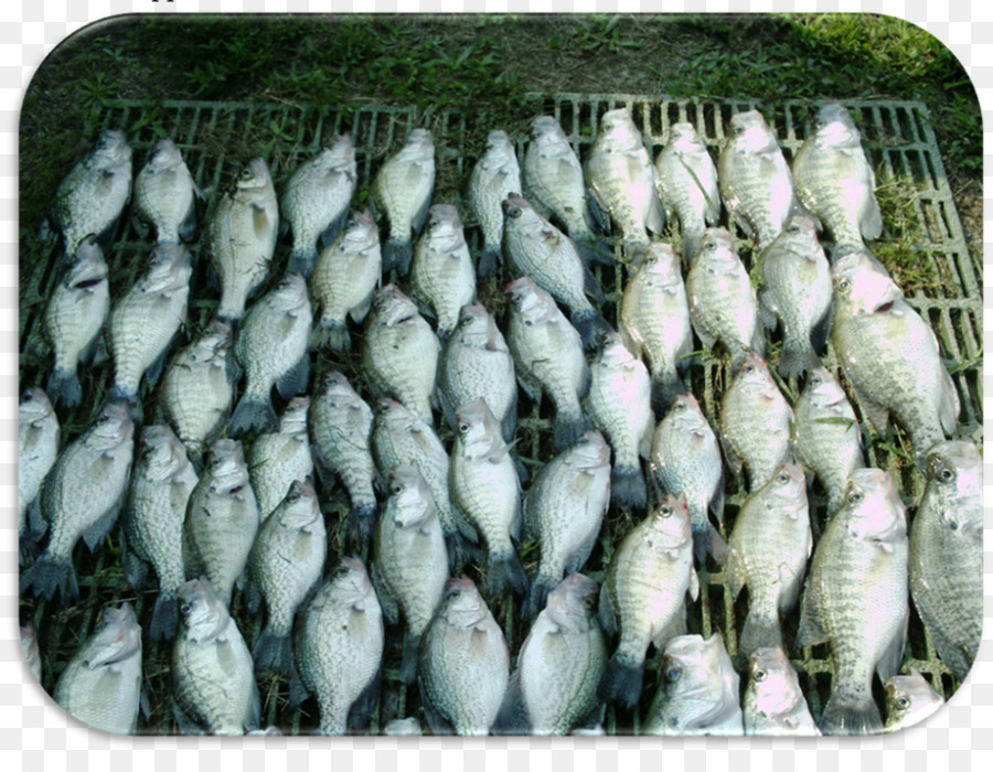 Sardina，La Comida PNG