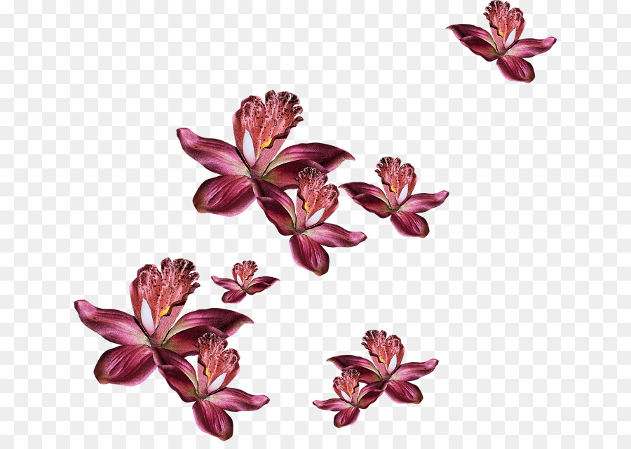 Pétalo，Flor PNG