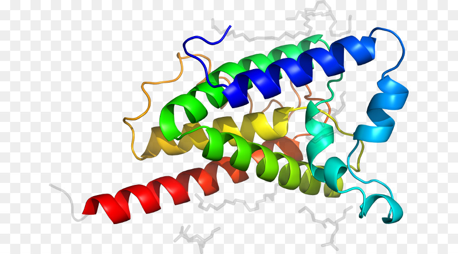 Estructura De La Proteína，Biología PNG