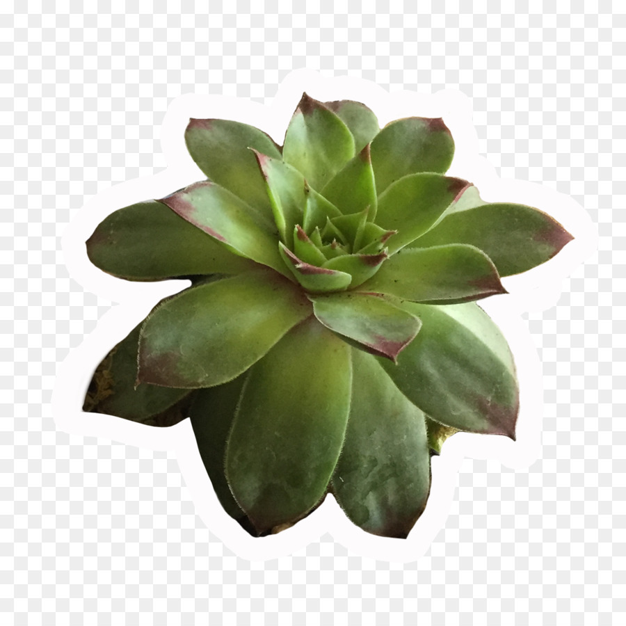 Planta Suculenta，Verdor PNG