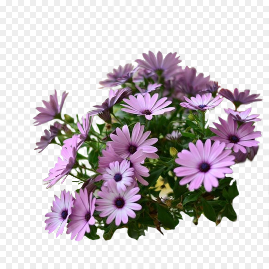 Flores Moradas，Florecer PNG