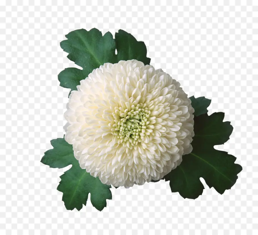 Crisantemo，Flor PNG