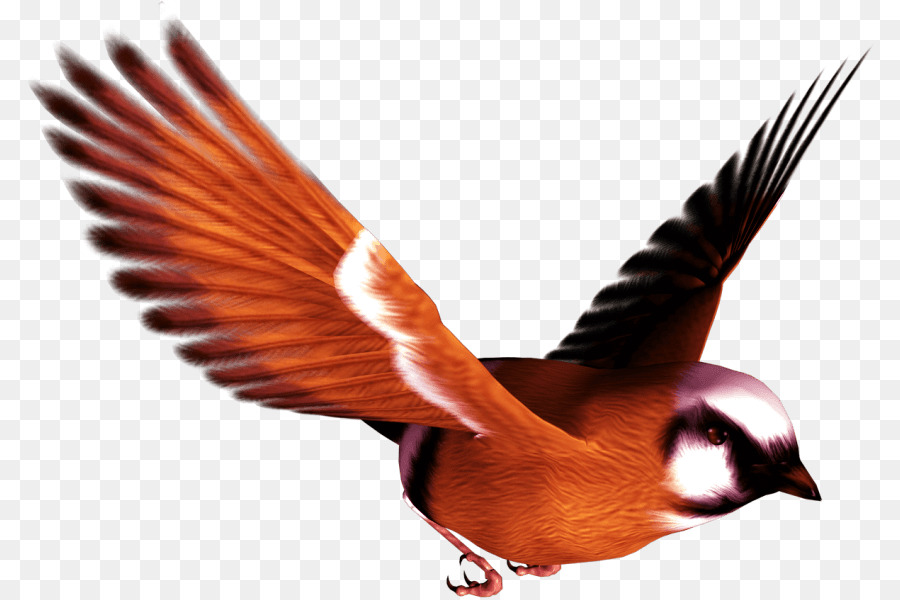 Aves，Loro PNG