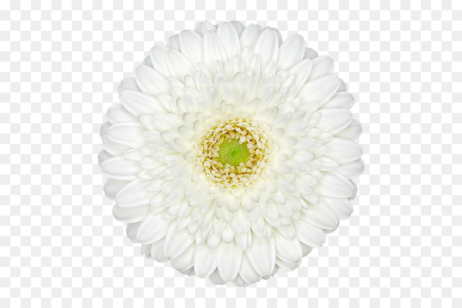 Transvaal Daisy，Crisantemo PNG