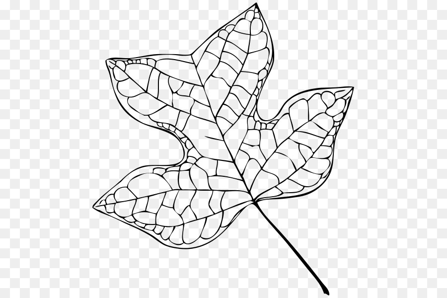 Liriodendron Tulipifera，Tulip PNG