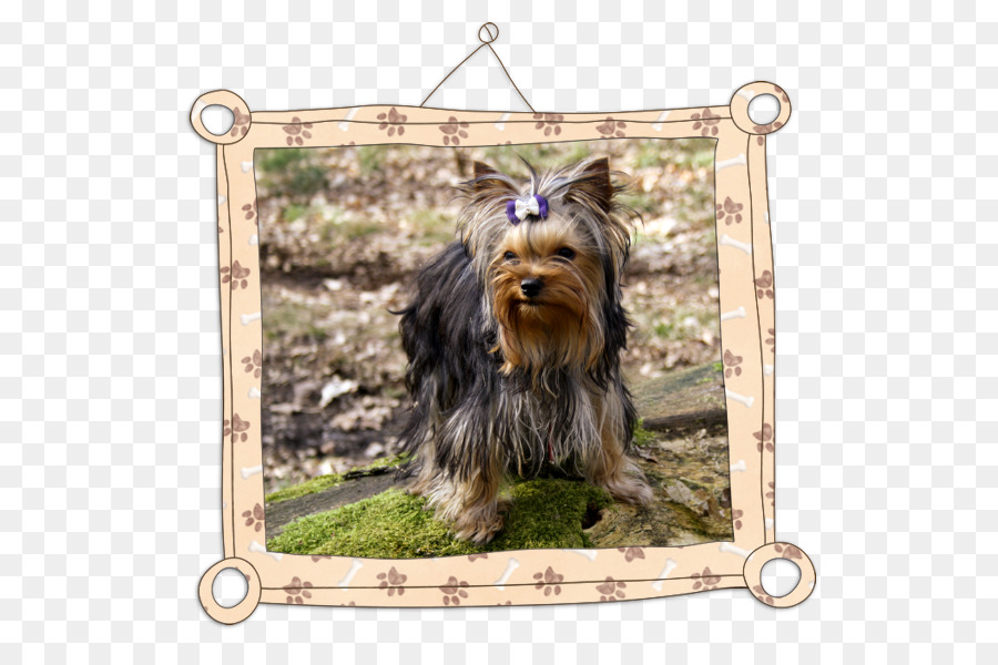 Yorkshire Terrier，Terrier Australiano De Seda PNG