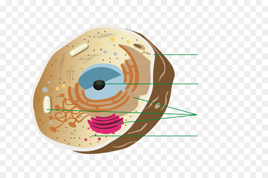 Circulo，Ojo PNG