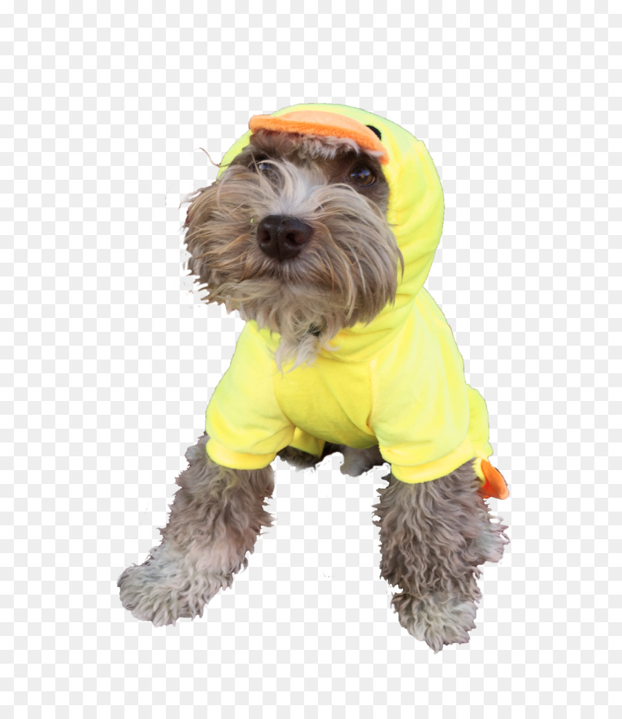 Schnoodle，Disfraz PNG