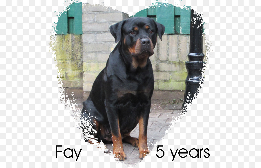 Perro Rottweiler，Mascota PNG