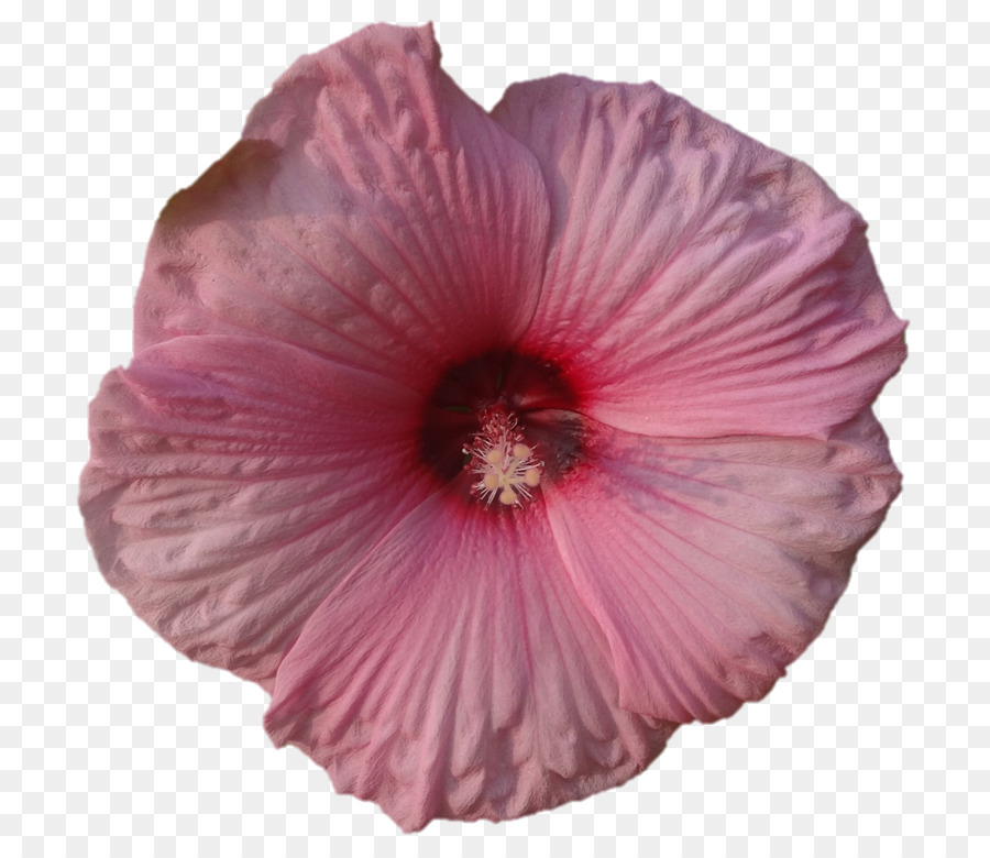 Flor Rosa，Pétalos PNG