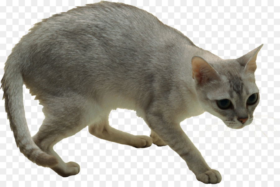 Gato，Mascota PNG