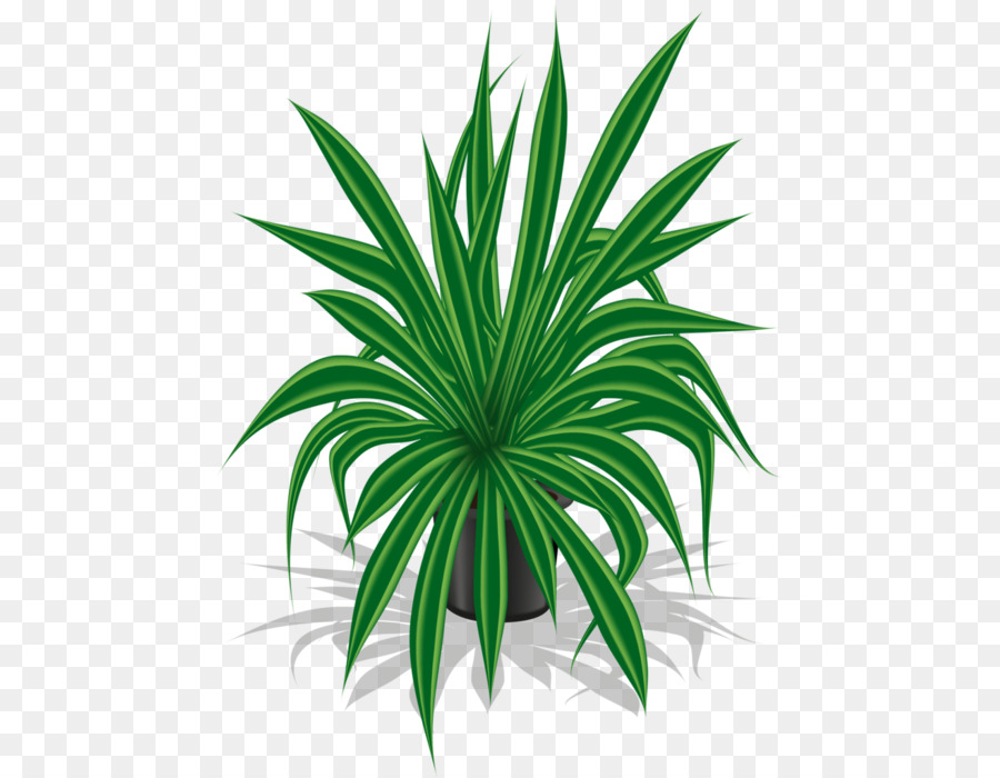 Planta Verde，Hojas PNG