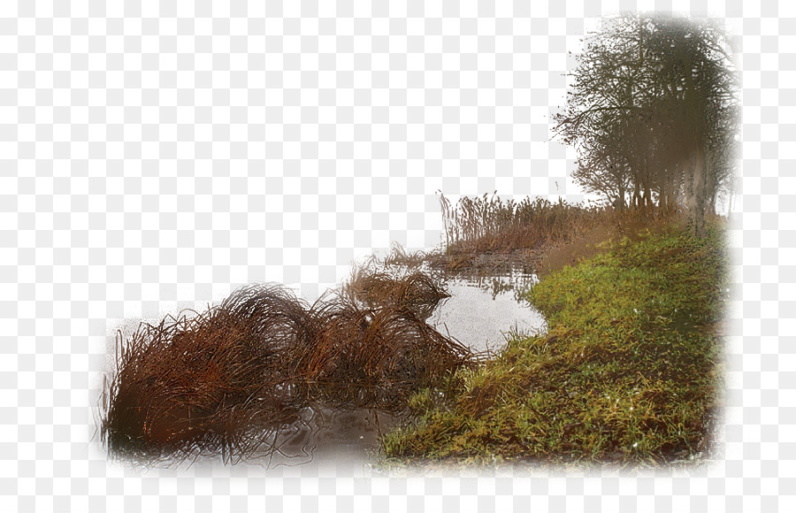 Los Humedales，Agua PNG