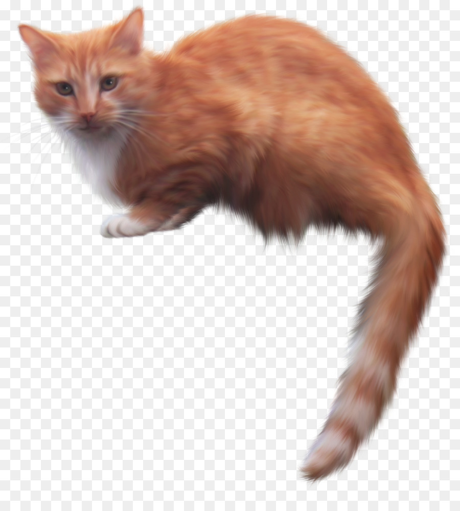 Bigotes，Gatito PNG