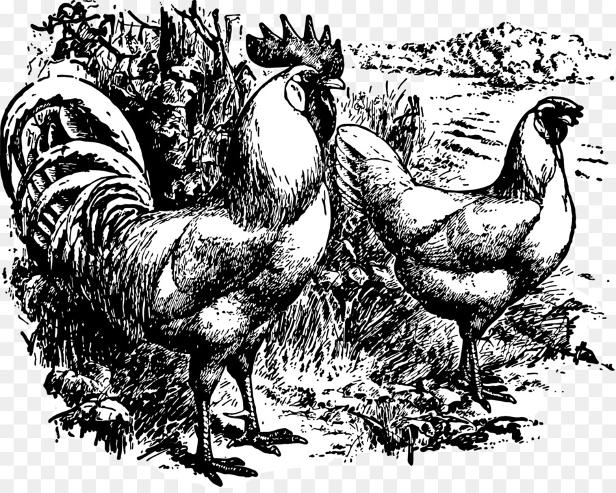 Gallo，Pollo PNG