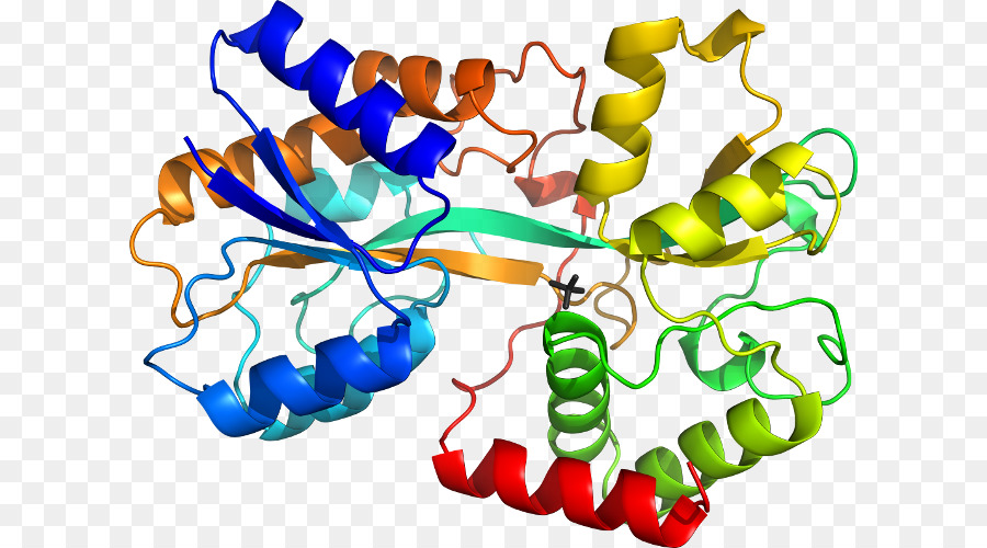 El Cuerpo De La Joyería，Joyería PNG