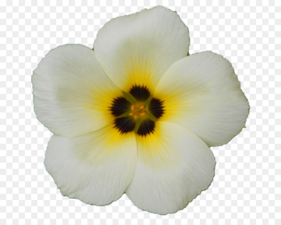 Pansy，Planta Herbácea PNG