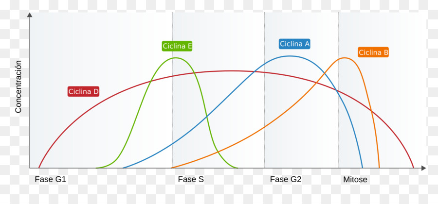 Gráfico Del Ciclo Celular，Fases PNG