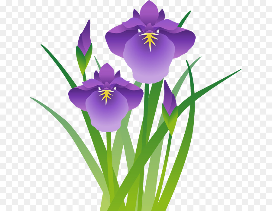 Flor De Iris，Púrpura PNG