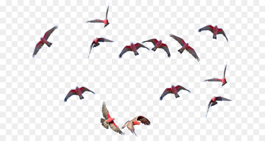 Aves，Vuelo PNG