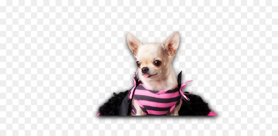 Chihuahua，Cachorro PNG