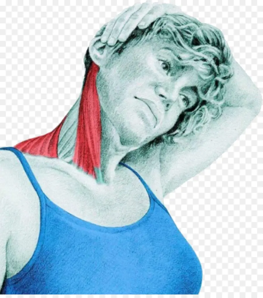 Estiramiento，Músculo Esternocleidomastoideo PNG