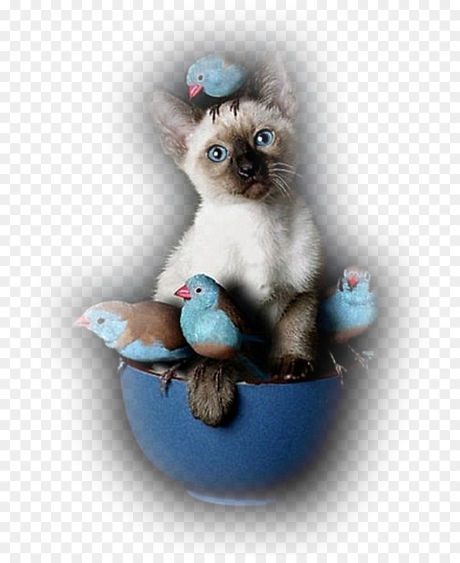 Gatito Y Pájaros，Gato PNG