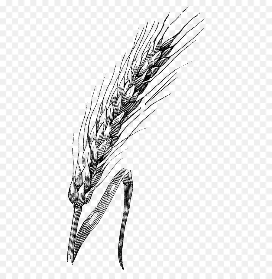 Trigo，Grano PNG