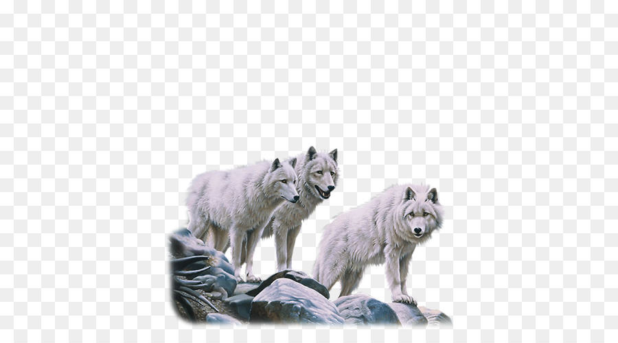 La Tundra De Alaska Lobo，Perro PNG