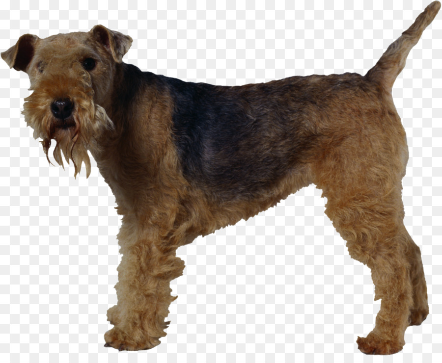 Welsh Terrier，Lakeland Terrier PNG