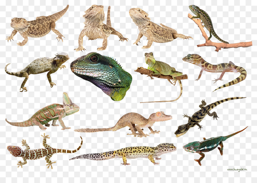 Lagartos，Reptiles PNG