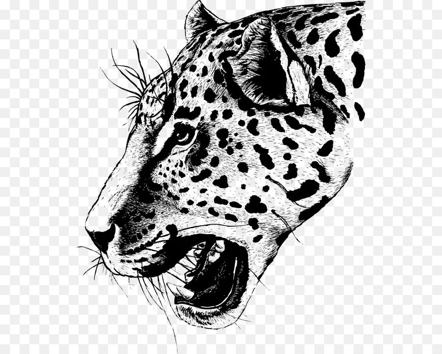 Leopardo，Rostro PNG