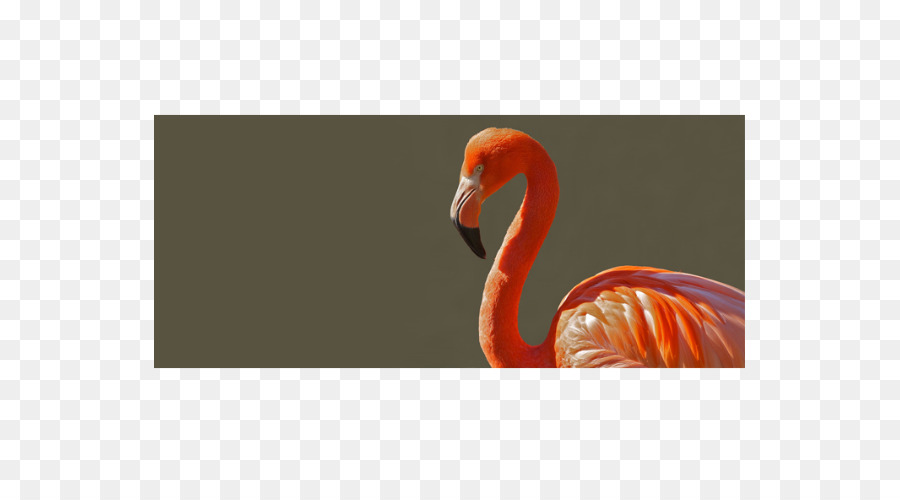 Aves，Flamingo PNG