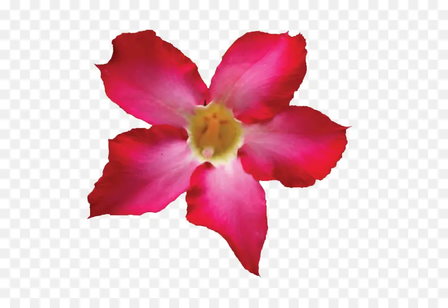 Desierto，Adenium PNG