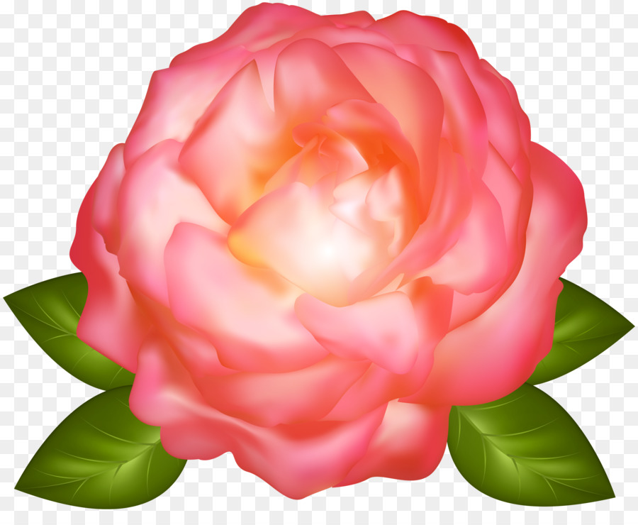 Rosa Rosa，Hojas Verdes PNG