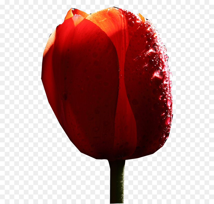 Tulip，Familia De Las Rosas PNG