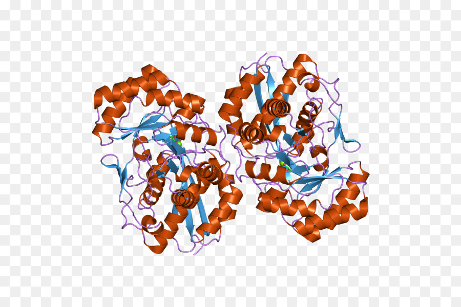 Estructura De La Proteína，Molécula PNG