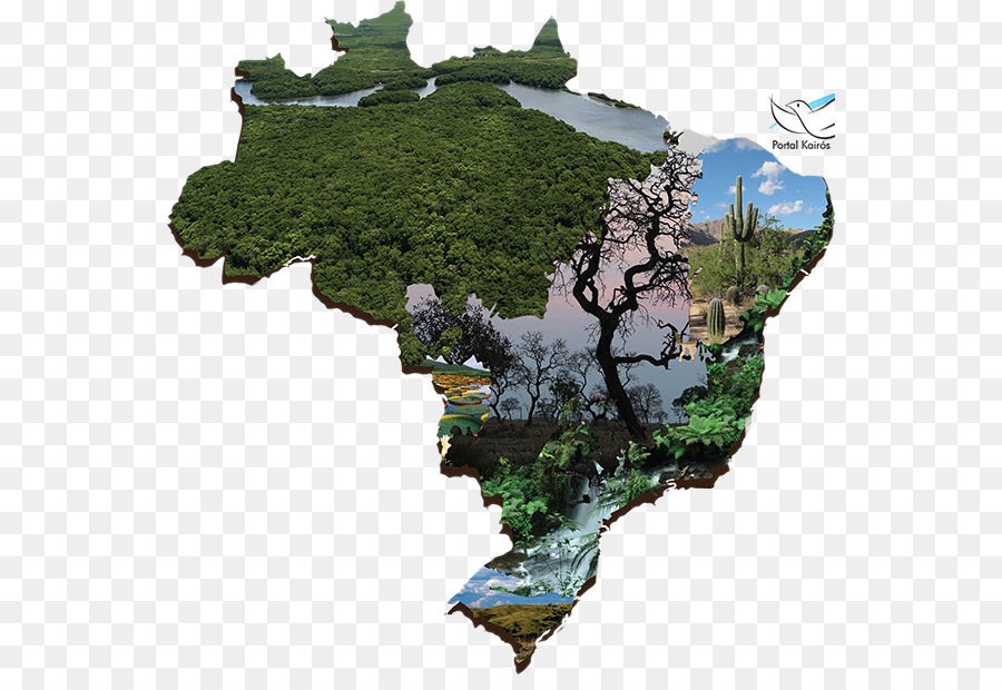 Campaña De Fraternidad，Biomas En Brasil PNG