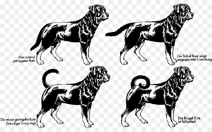 Ilustraciones De Perros，Razas De Perros PNG