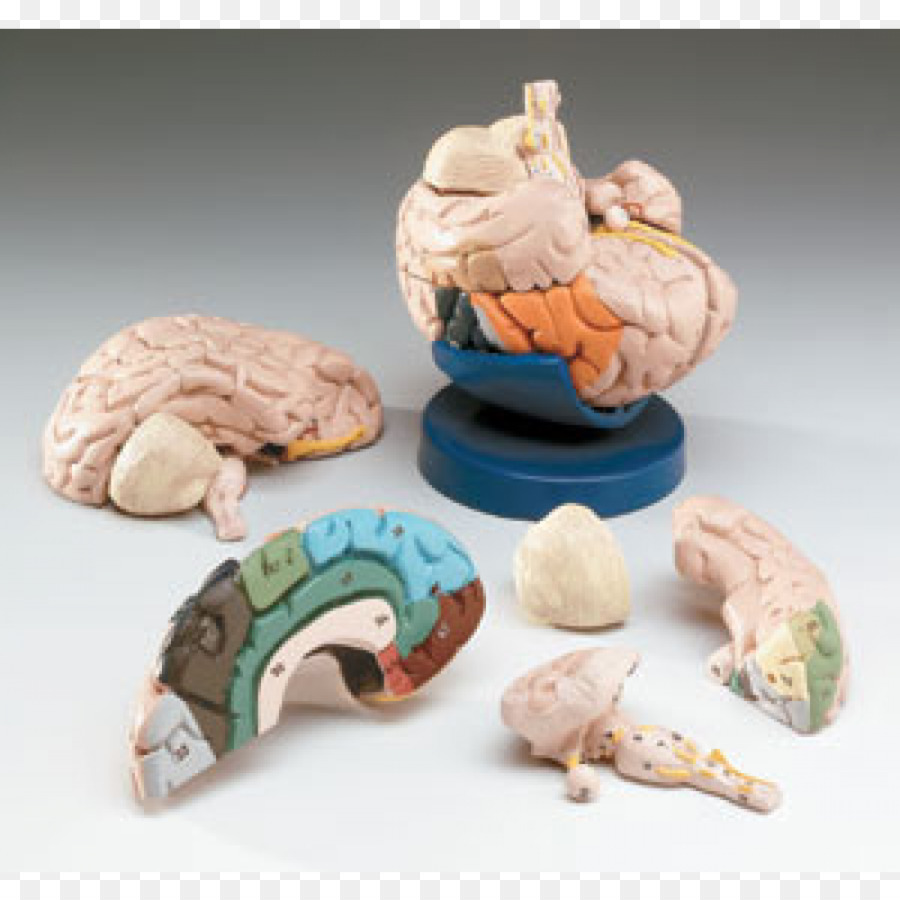 Cerebro，Anatomía PNG