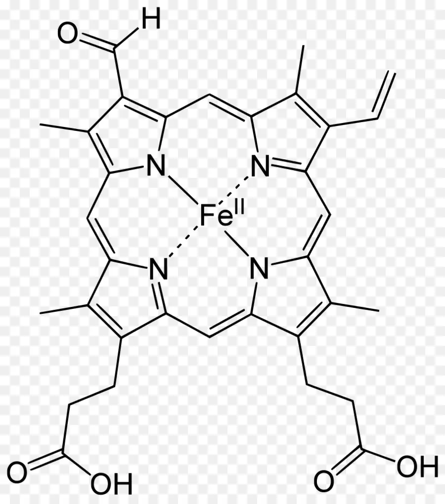 Hemo，Hemeprotein PNG