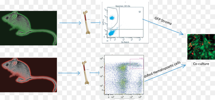 Línea，La Tecnología PNG