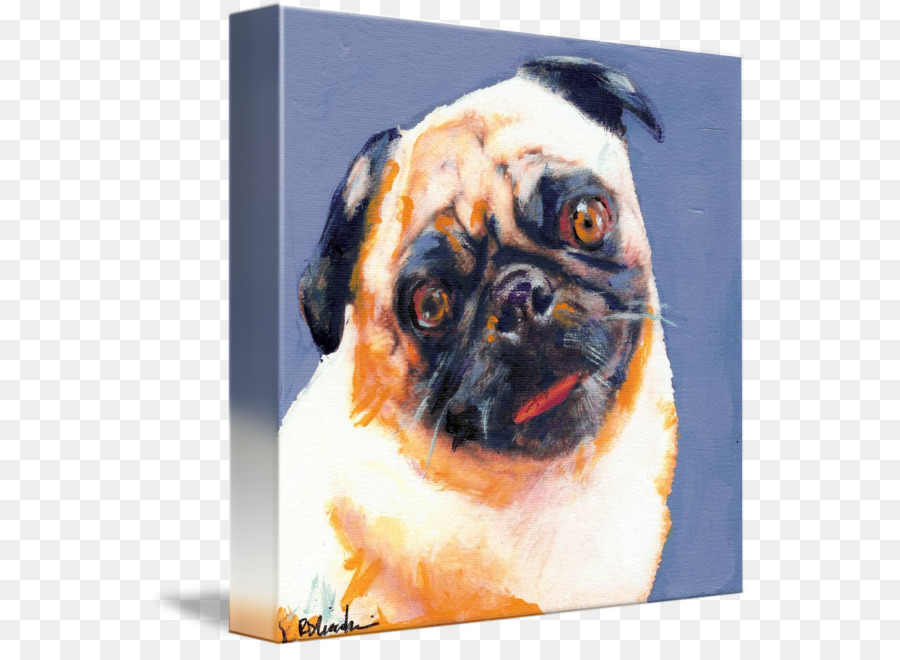 Pug，Blue Boy PNG