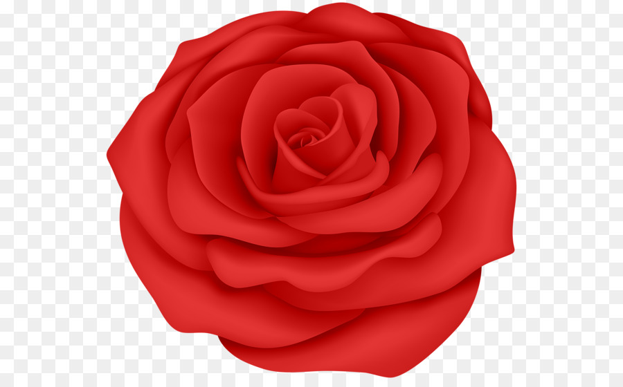 Las Rosas De Jardín，Fondo De Escritorio PNG