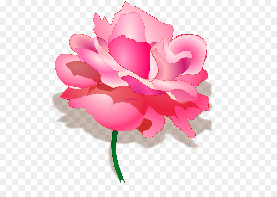 Flor Rosa，Florecer PNG