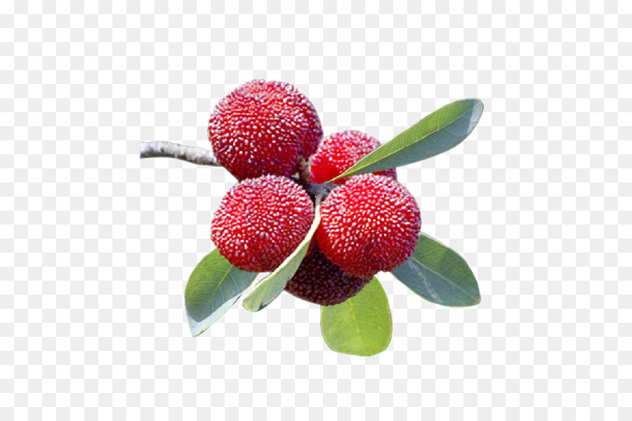 Frutos Rojos，Hojas PNG